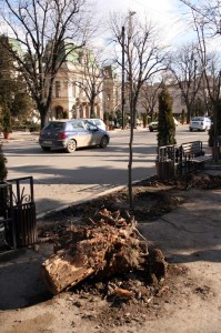 Tei in Iasi