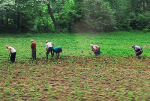 Ministrul Agriculturii pune sapele în cui