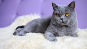 pisica-Russian-Blue